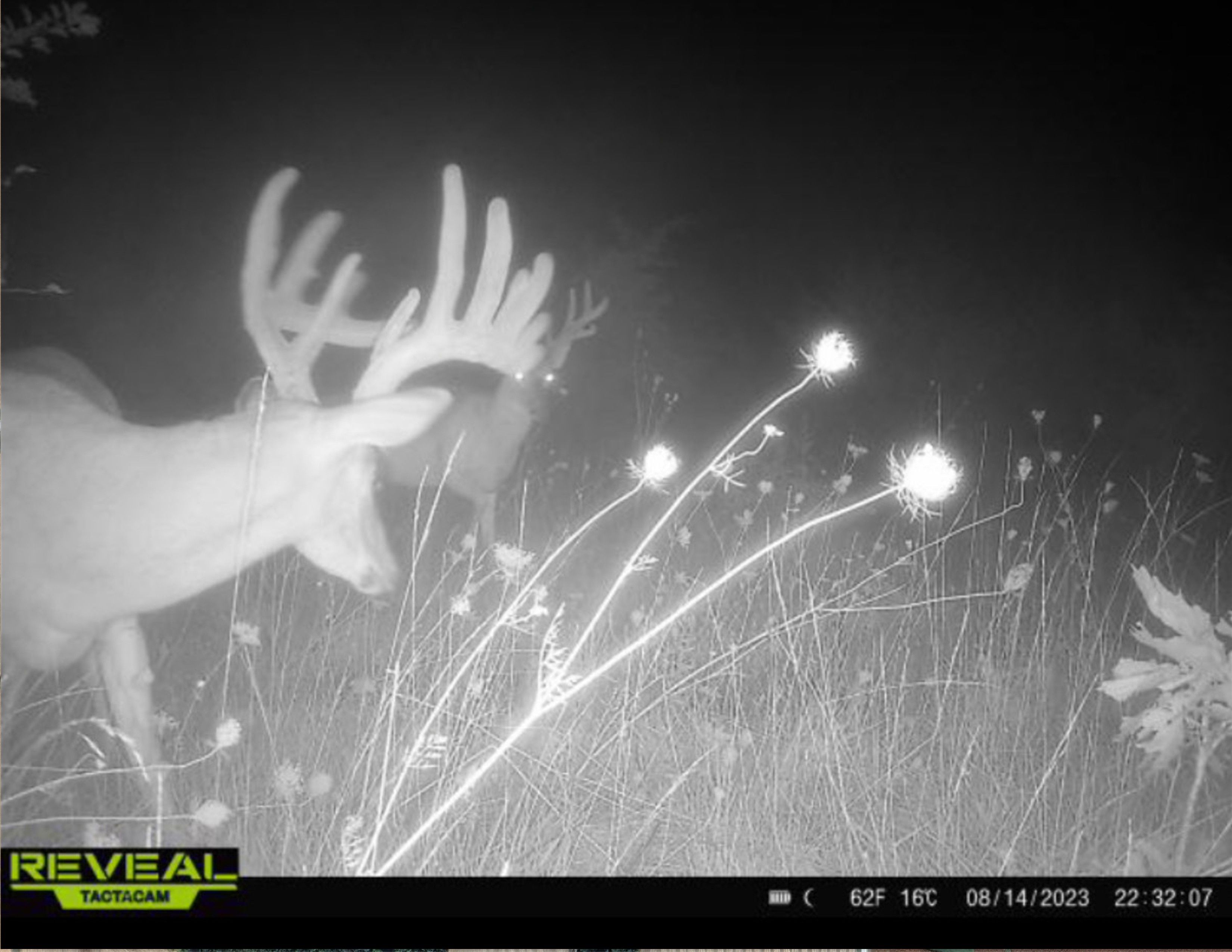 Listing Photo: Buck Wolfee